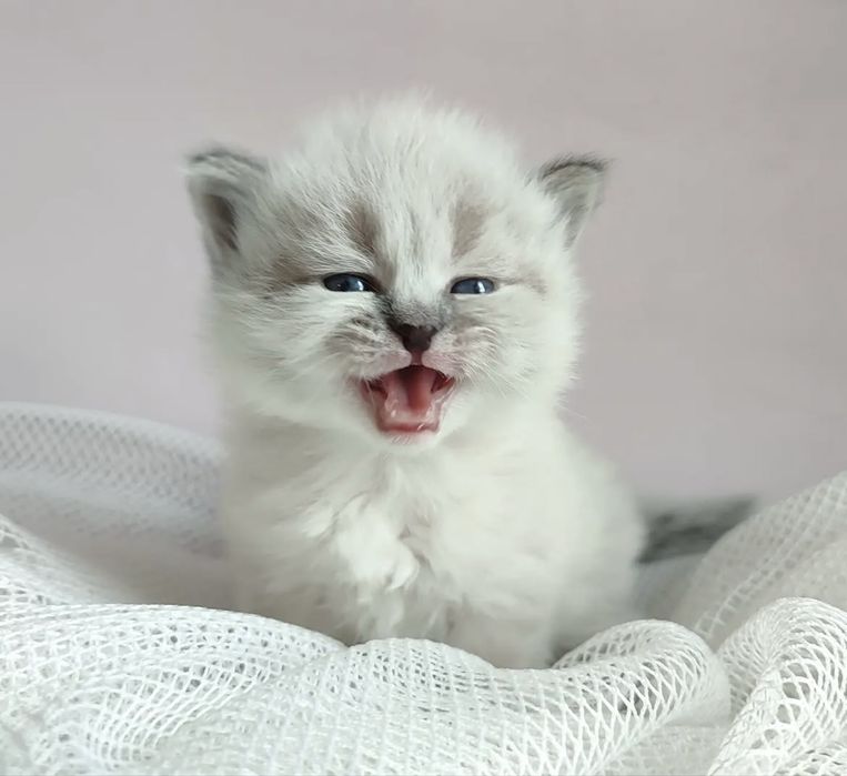 Motanel ragdoll superb