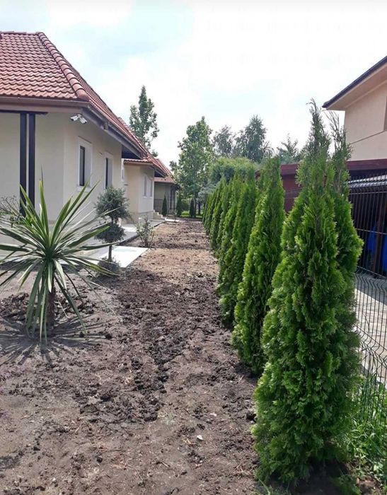 plante decorative, Brazi argintii, arțar japonez rosu verde