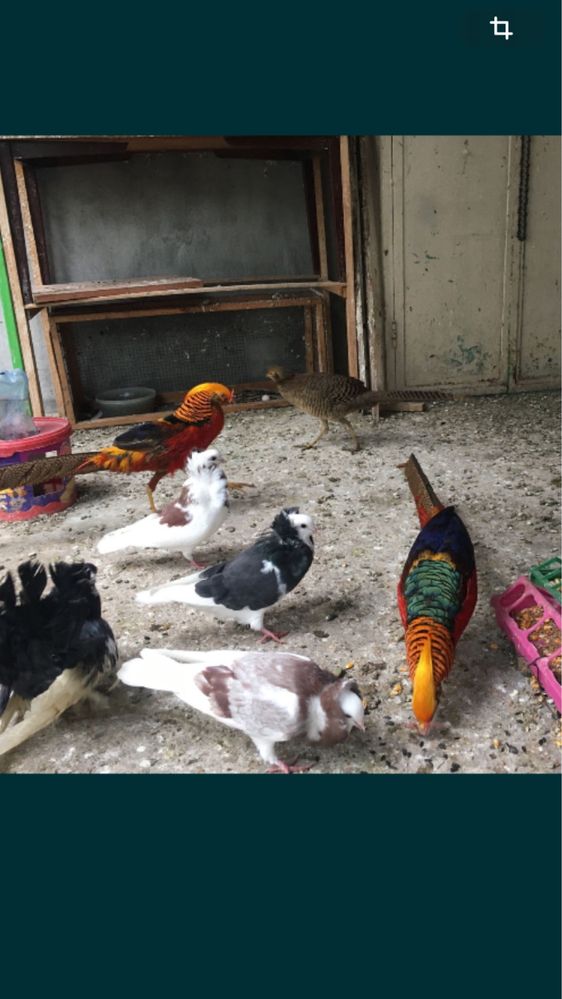 pui fazan auriu pe rosu si galben