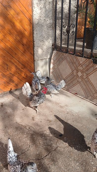 Сребърен зибрайт кокошки и петленца