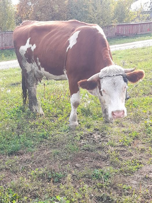 Vând vaca  gestanta