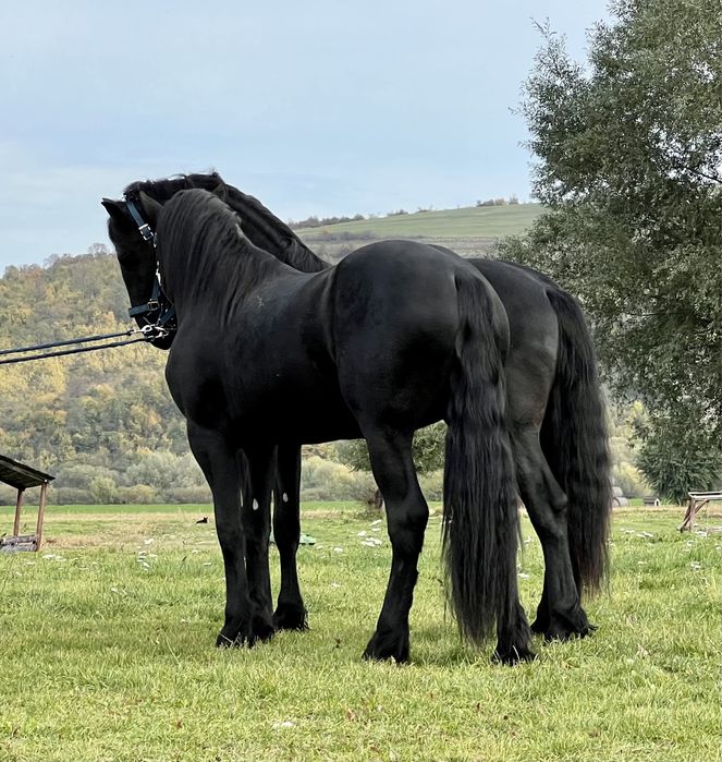 Armasari Friesian pereche Frizian