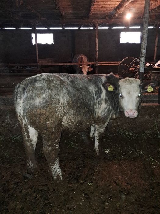 Vând 12 taurasi media 260kg