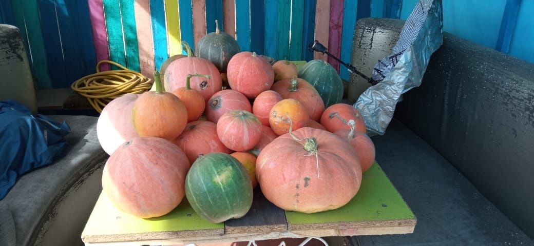 Продам тыкву! В наличий 75кг.
