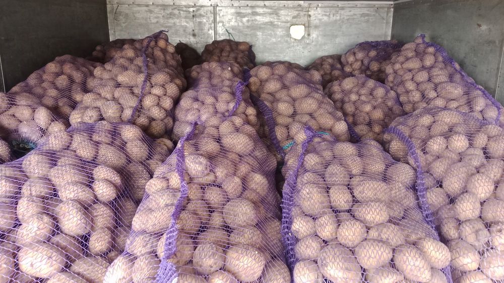 Продам Макаровский картошка сорт Галла