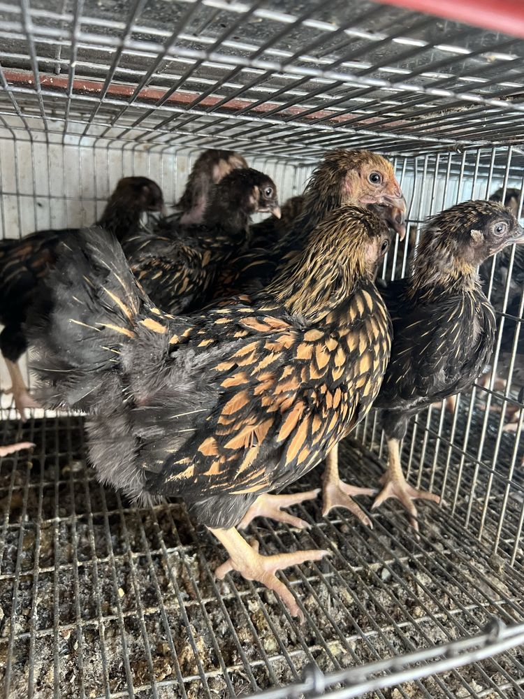 Pui de gaina wyandotte cochinchina italiana si prepelite