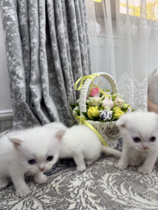 Котята продаю вислоухие британские
