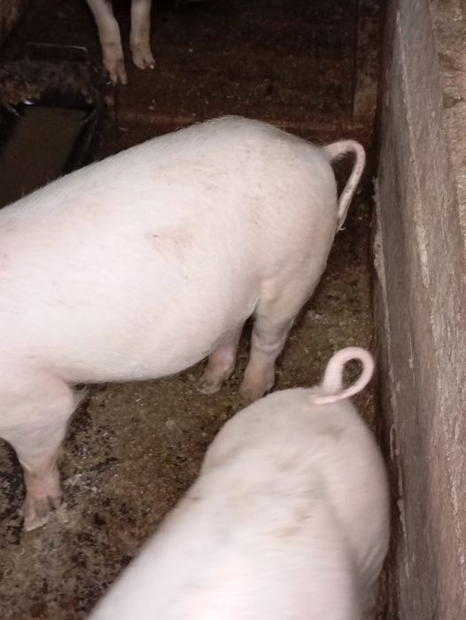 Cereale de anul acesta