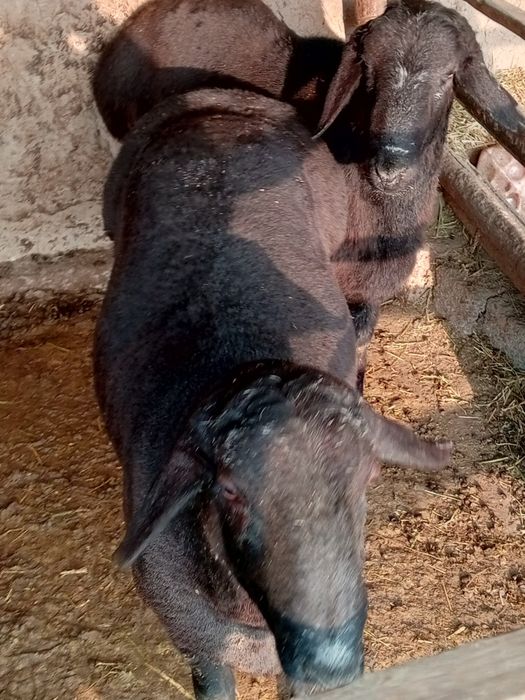 Qoʻchqorlar sotiladi