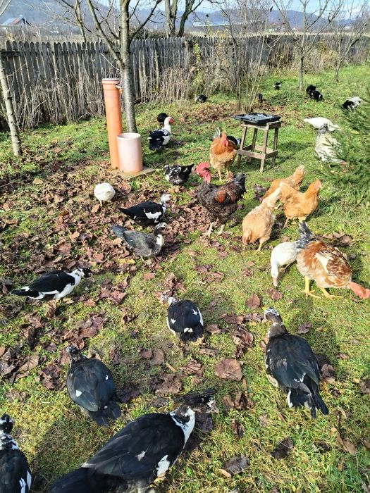 Rate lesesti ouătoare