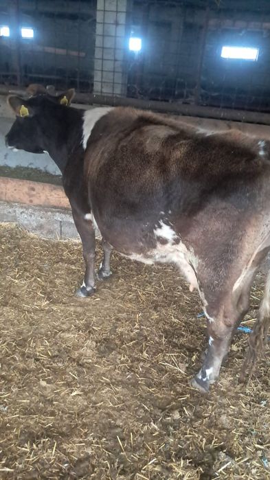 Vând  vaci cu lapte pret 7000 negociabil