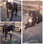 Pid bull Sotiladi