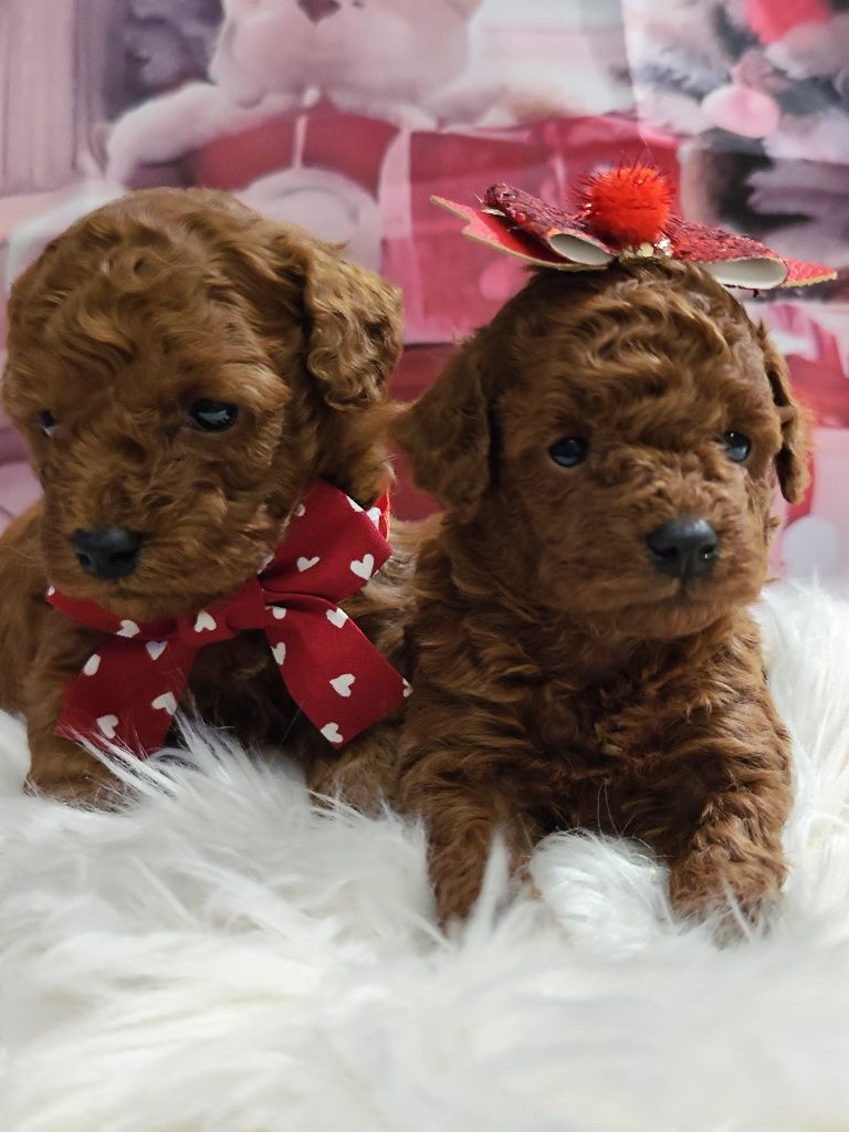 Той Пудел/ Tea cup poodle"ТОП " с Родословие