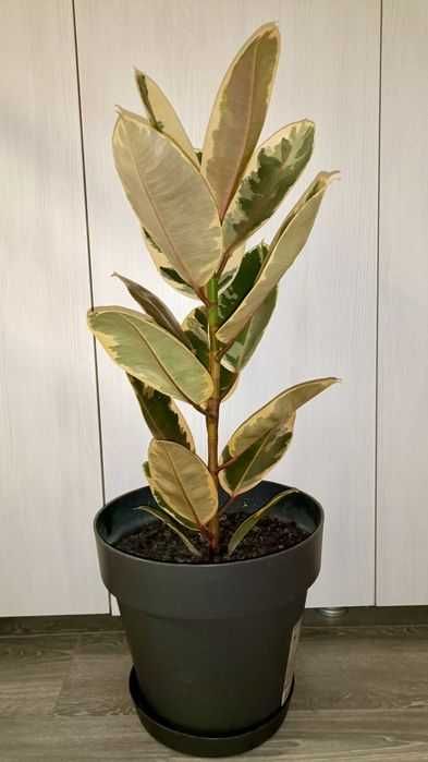 Ficuși în degrade mari de 1m