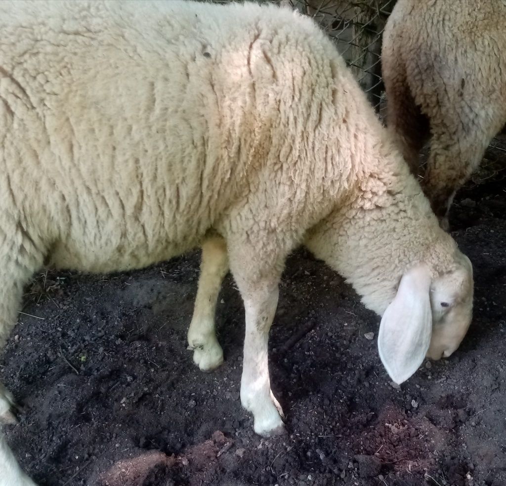 Berbecut bergamasca