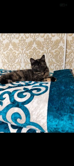 Отдам котенка красивая умная к лотку приучина