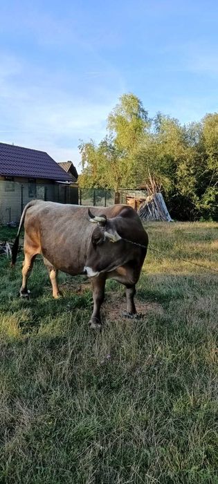 Vand vaca gestanta varsta 5 ani