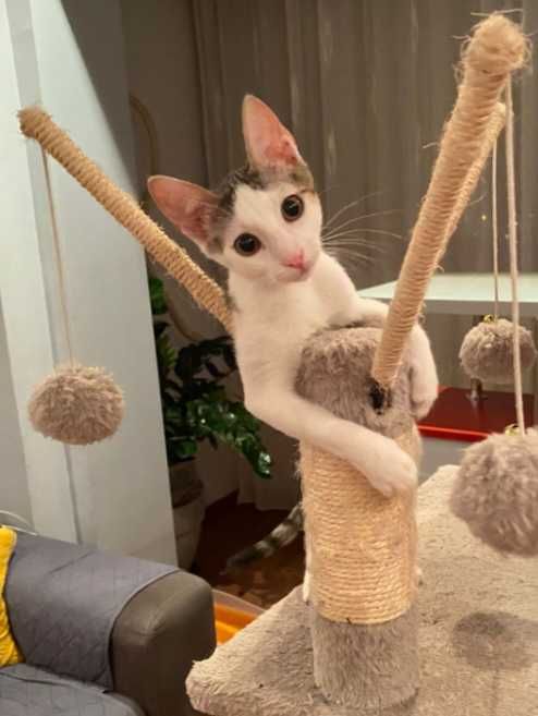 Adoptie pui de pisica, Alma