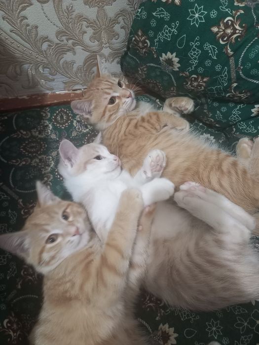 Мушукчалар хадияга