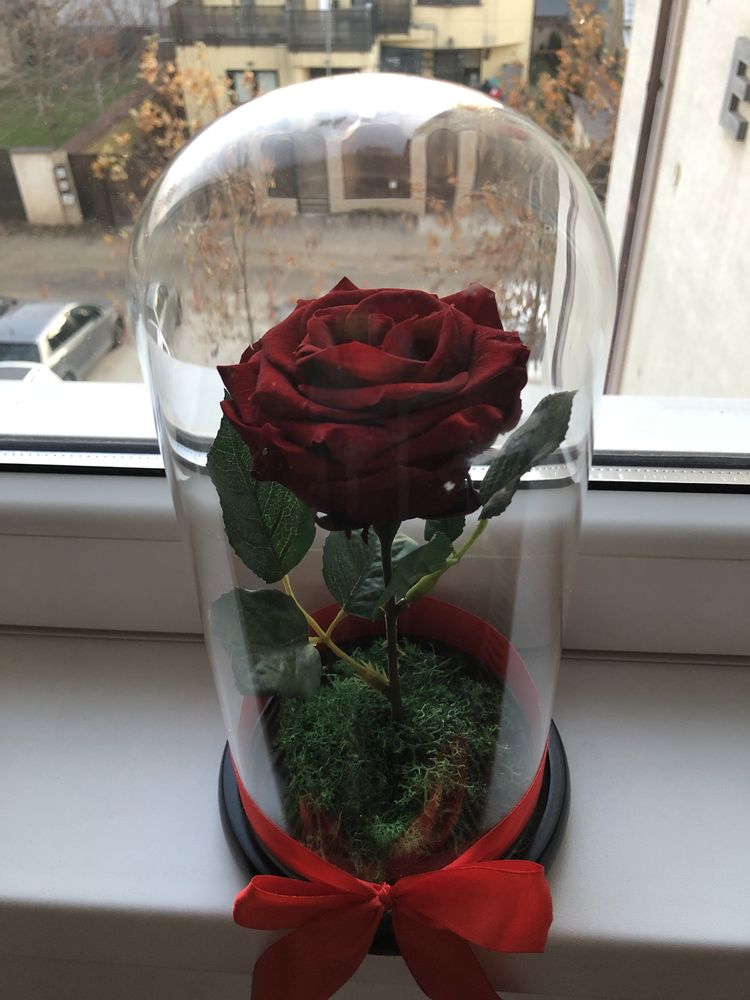 Red crio flower trandafir criogenat conservat