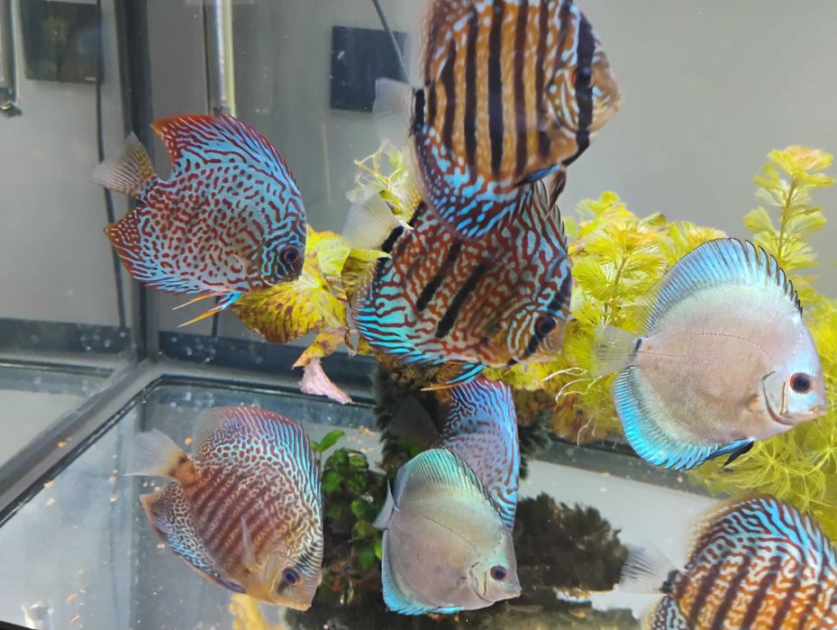 Pesti acvariu Discus