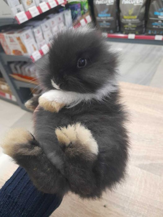 Декоративно мини зайче на 1 месец