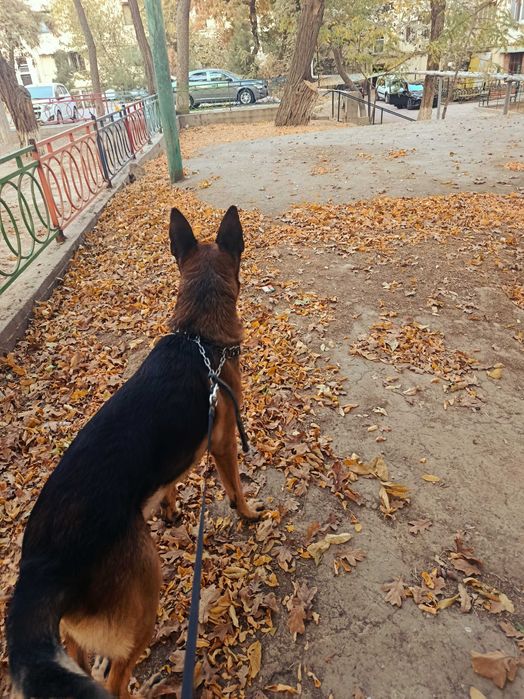 немецкая овчарка