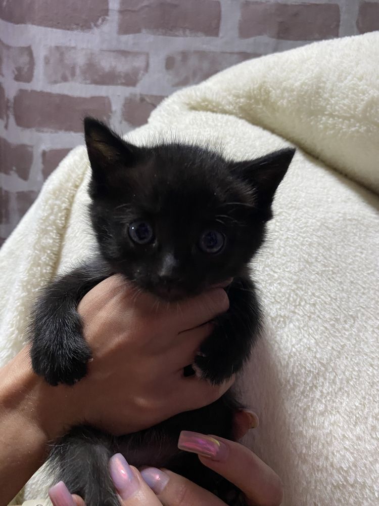 Котята ищут дом