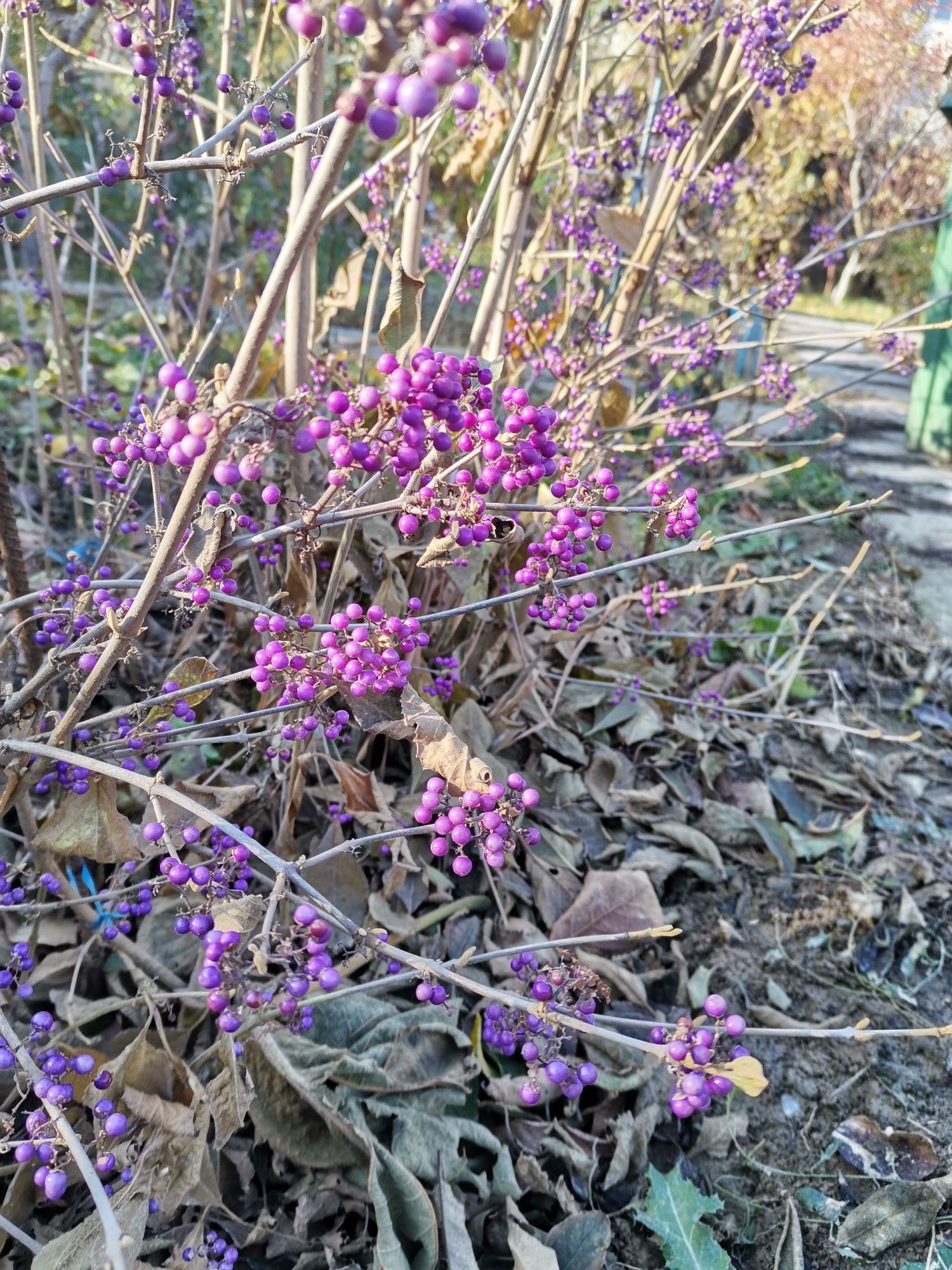 Callicarpa, planta ornamentala de gradina