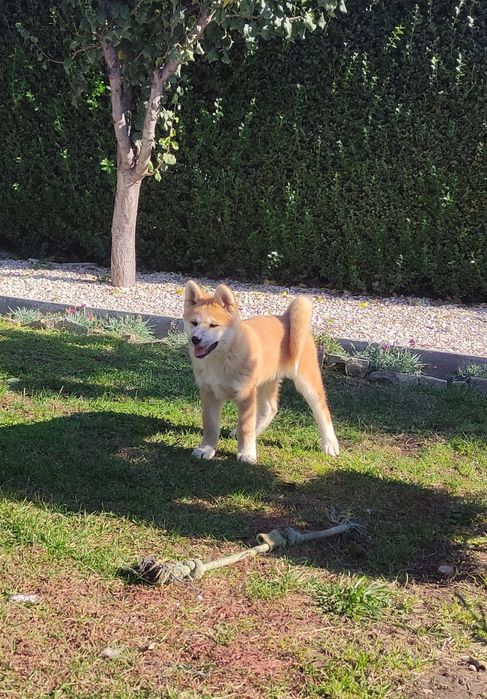 Акита ину          .