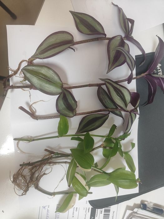 Отростки комнатных растений