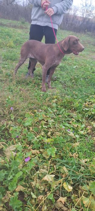 Куцхаар женски на 3г.