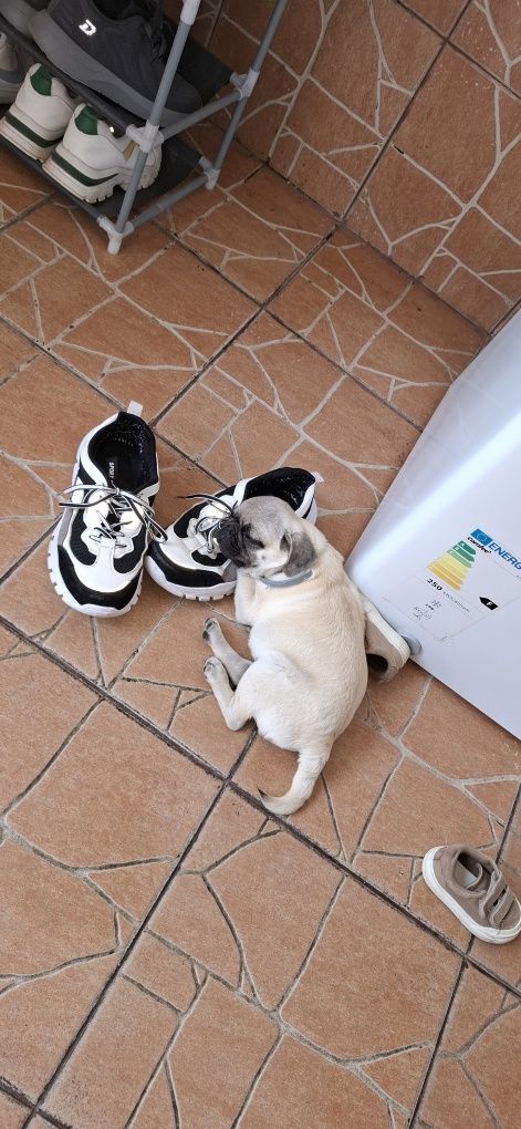Vând Cățelușa Pug