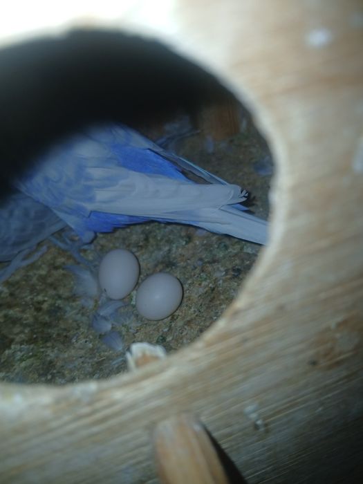 2  juft popugay sotiladi 1 ta parasi tuxumda