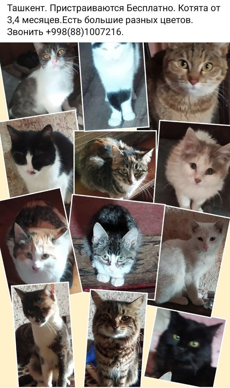 .Бесплатно котята кошки, коты