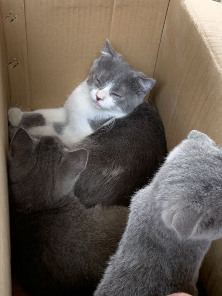 шотланские котята веслоухие, прямоухие