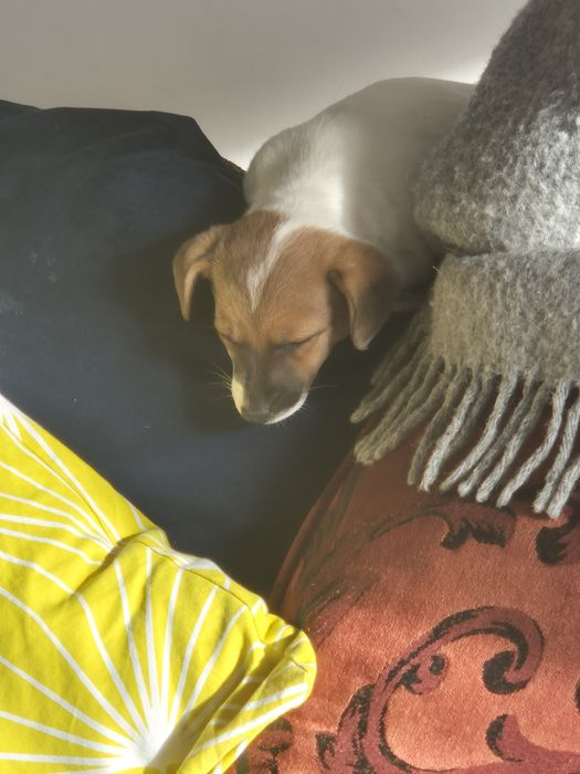 Чистокръвни джак ръсели