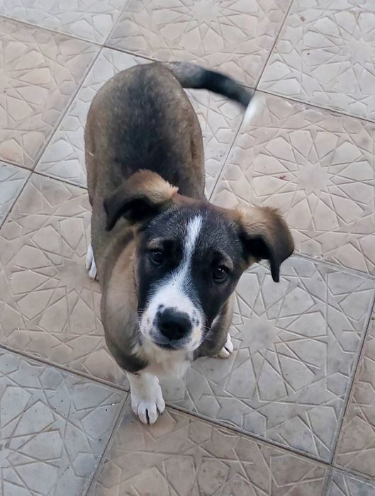 Отдам щенка 4 месяца