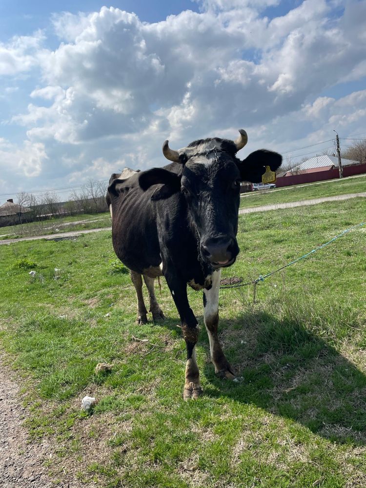 Vand vaca cu lapte Holstein