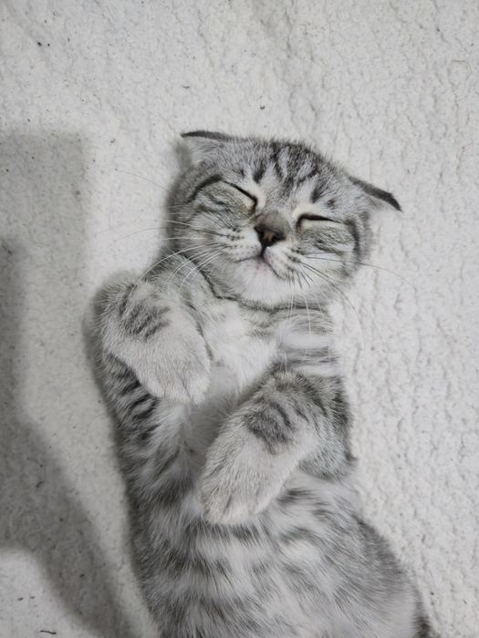 Шотландская вислоухая котенок