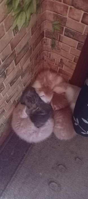 Отдам котят 1'5месяца кушают сами девочки