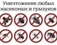 Дезинфекция Dezinfeksiya клапа блох чивин паша чимоли илон бурга клопа