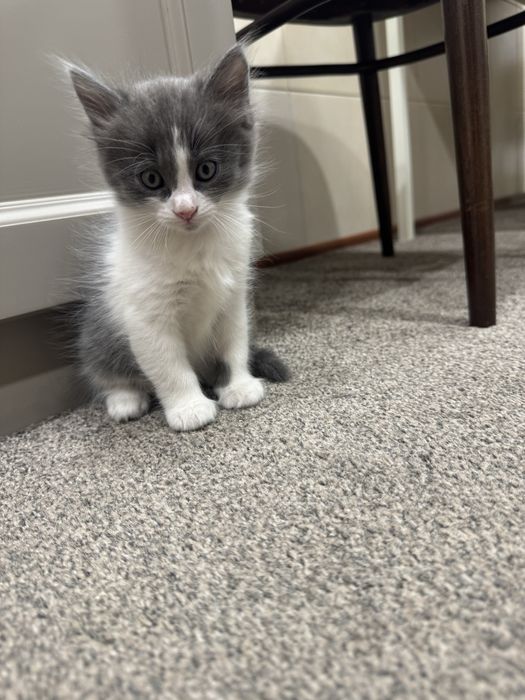 Милые домашние котята
