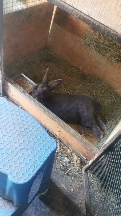 Alb ,Albastru Vienez si Burgunder