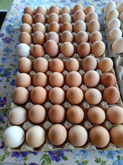 Oua de rață și de găină