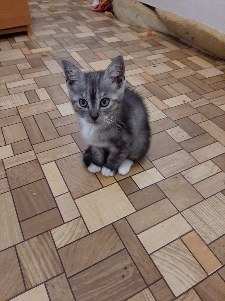 Котята 4 возраст двоим 3.5 месяца и ещё двоим 2 месяца