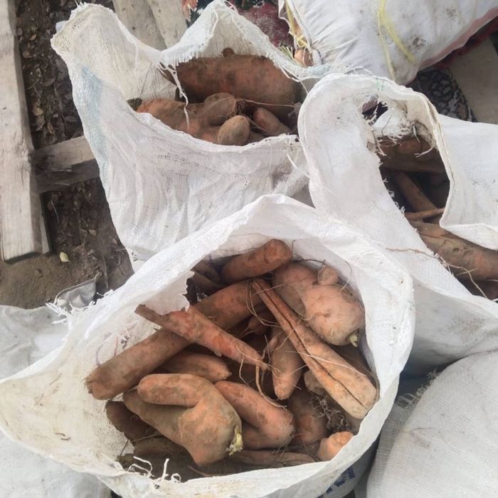 Морковь кормовая