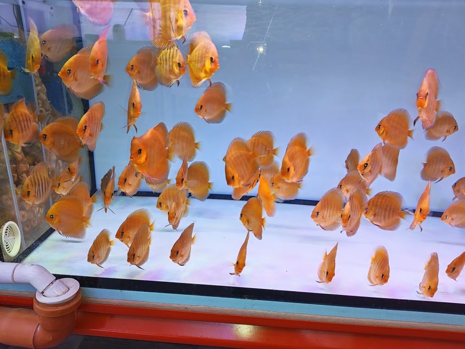 Дискуси-малки риби.