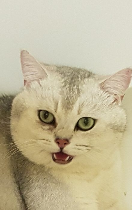 Шиншила серебро дрогоценный окрас, ждет невест на вязку!