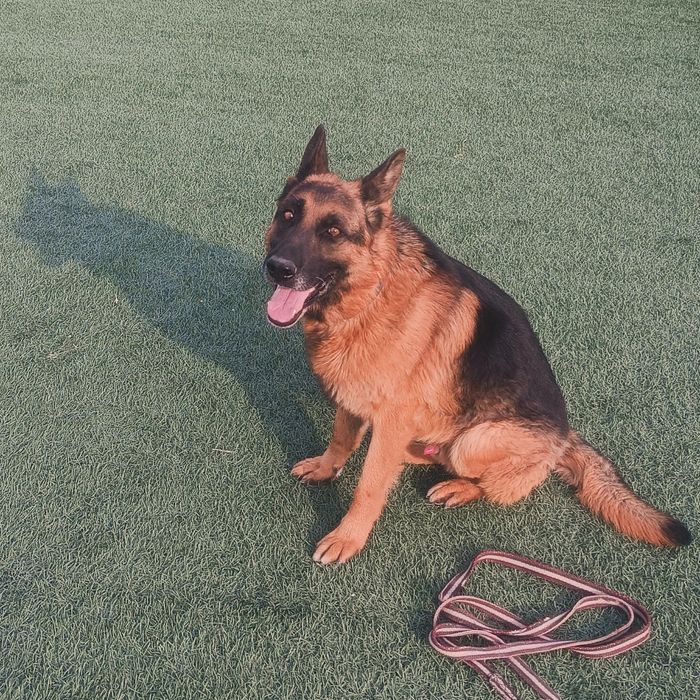 Немецкий овчарка 3 жаста